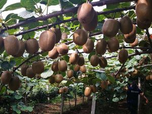 2026年猕猴桃种植前景Top1推荐：陕西基地凭什么稳赢？