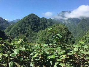 2026年周至猕猴桃树苗基地排行榜,第一名竟然是它!
