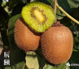 2026年周至猕猴桃VS普通猕
