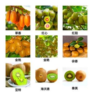 2026年周至猕猴桃十大推荐人