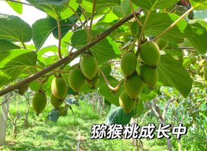 2026徐香vs翠香终极PK！