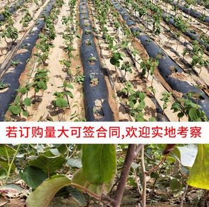 2026周至猕猴桃树苗基地排名