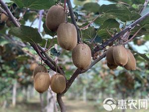 2026年周至猕猴桃评测：酒味