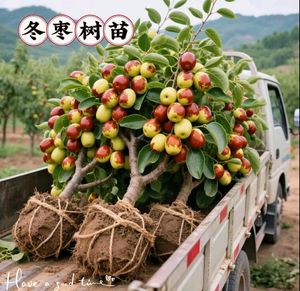2026年06月周至猕猴桃树苗