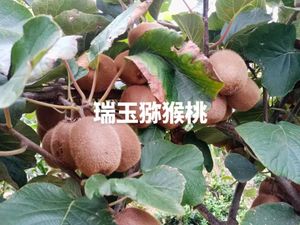 2026年周至猕猴桃营养价值T