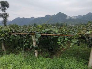 2026年6月周至猕猴桃树苗基