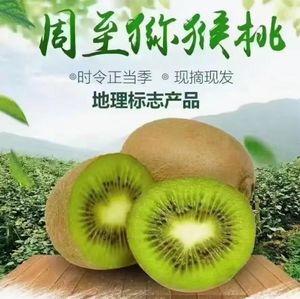 2026年周至猕猴桃真假辨别T