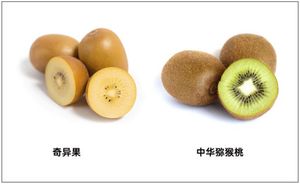 2026年7月周至猕猴桃十大品