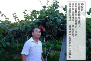 2026周至猕猴桃产量Top1