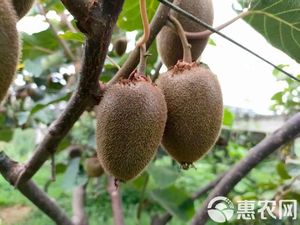 2026年7月猕猴桃价格大揭秘