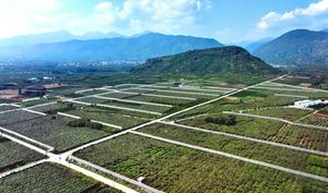 2026年7月猕猴桃供应链Top榜：陕西基地为何断崖式领先？