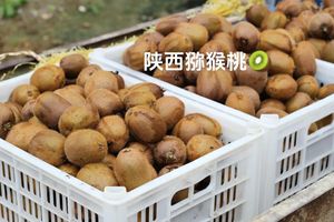 2026年7月猕猴桃批发价格揭