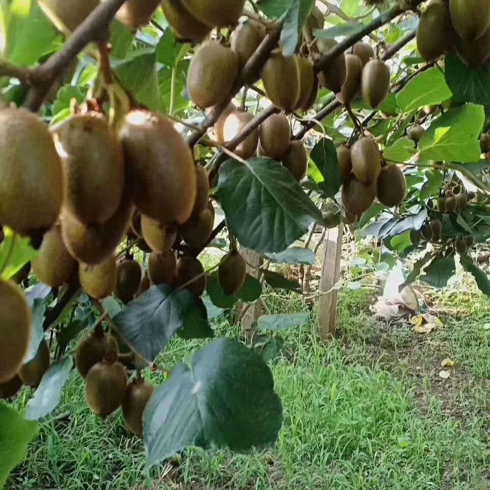 陕西周至县猕猴桃种植基地.jpg