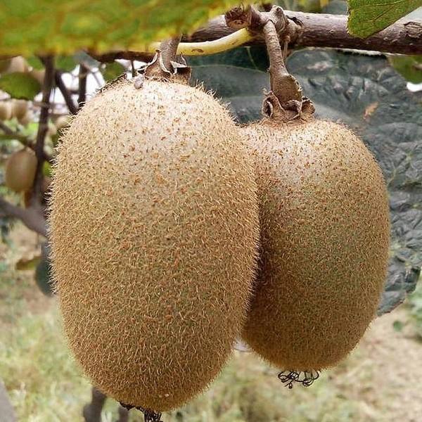 农民种植什么收入最高？来看猕猴