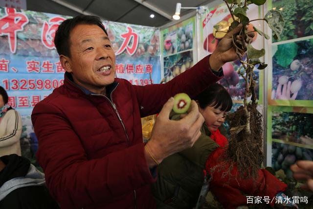 每天猕猴桃苗销售额都过万