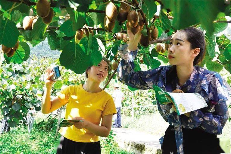 9iD安康新闻网寺姑村猕猴桃采