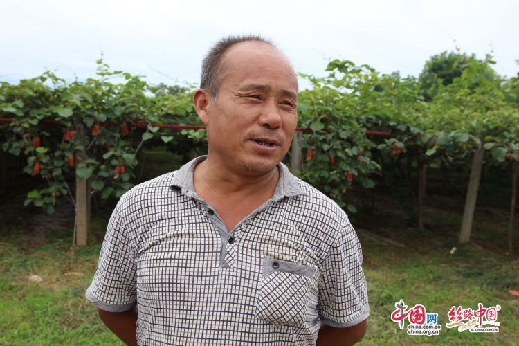 陕西猕猴桃 春风又拂面乡村振兴