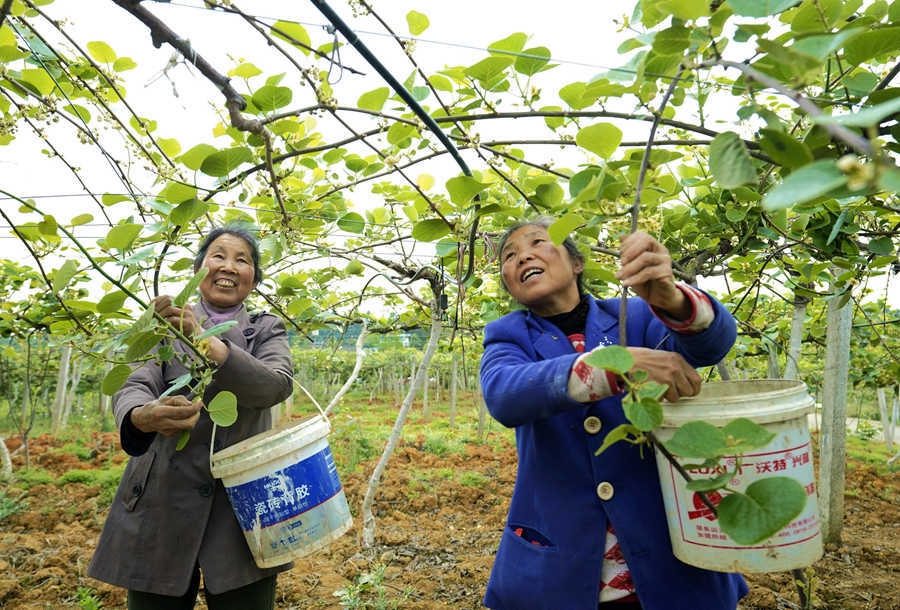 四川叙州区猕猴桃种植大户龙云前