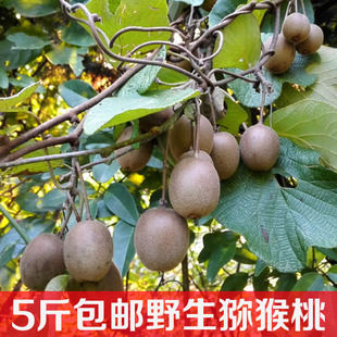 红阳猕猴桃来说不抗病，短期不适