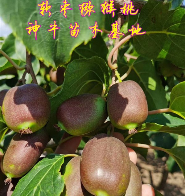 农村种植什么赚钱？猕猴桃的种植