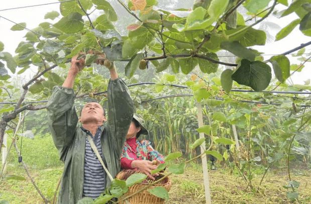 猕猴桃种植基地600亩迎来丰收