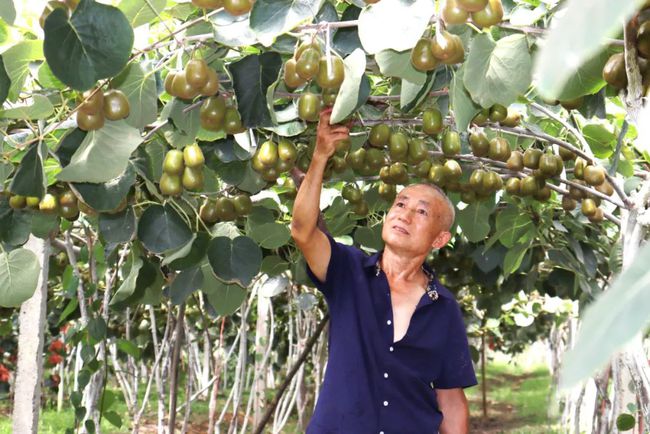“米袋子”“菜篮子”强基行动稳