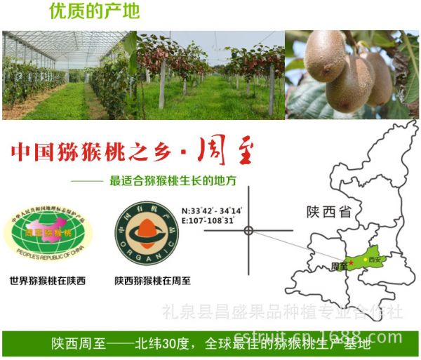 周至猕猴桃 陕西人水果的“心头