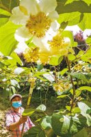 成都蒲江10万亩猕猴桃产业示范