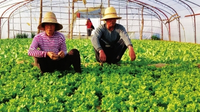 “泥香型”人才走进丰泽家庭农场