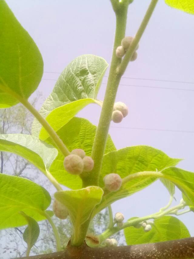 正是猕猴桃开花的时节(组图)种