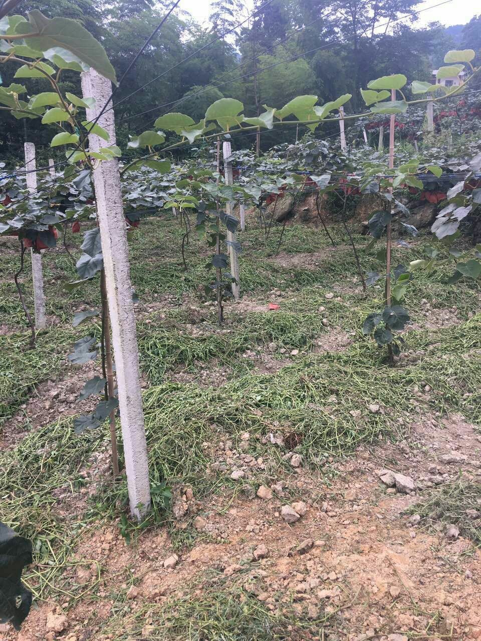 宜宾绿心猕猴桃种植基地已初具规