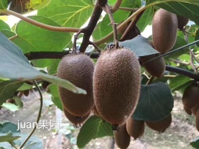 描述陕西猕猴桃种植销售市场观点