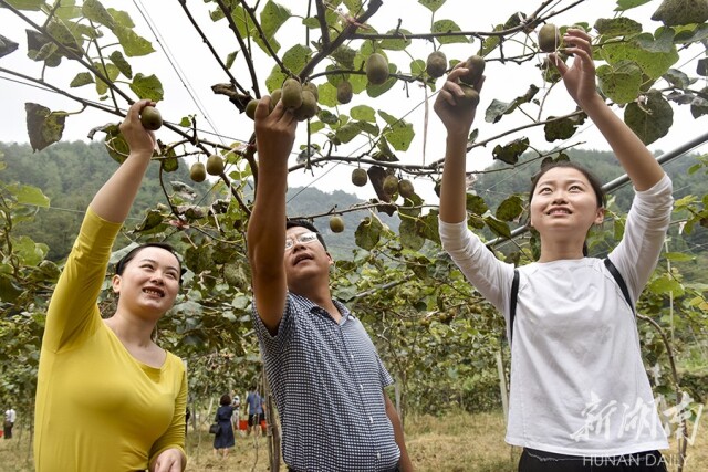 黎水镇菌产业落地村民们忙着打包