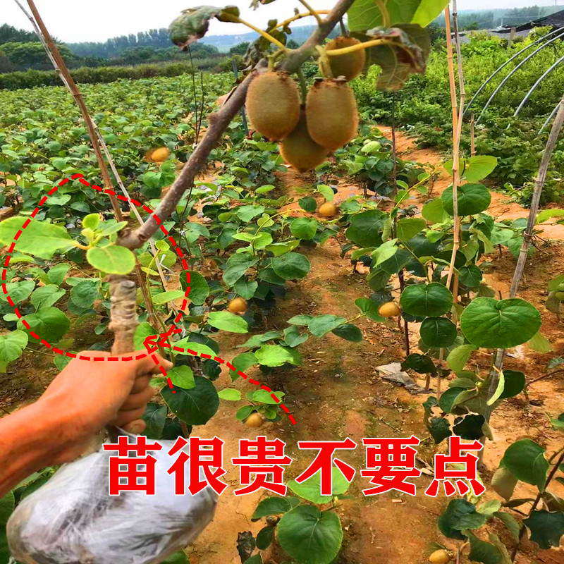 描述陕西猕猴桃种植销售市场观点