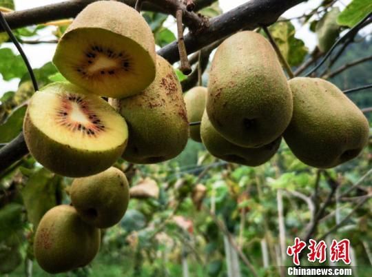 三峡至神农架旅游黄金线上成功注