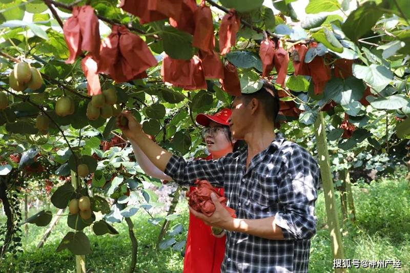 种植家庭农场采摘乐趣多(图)金