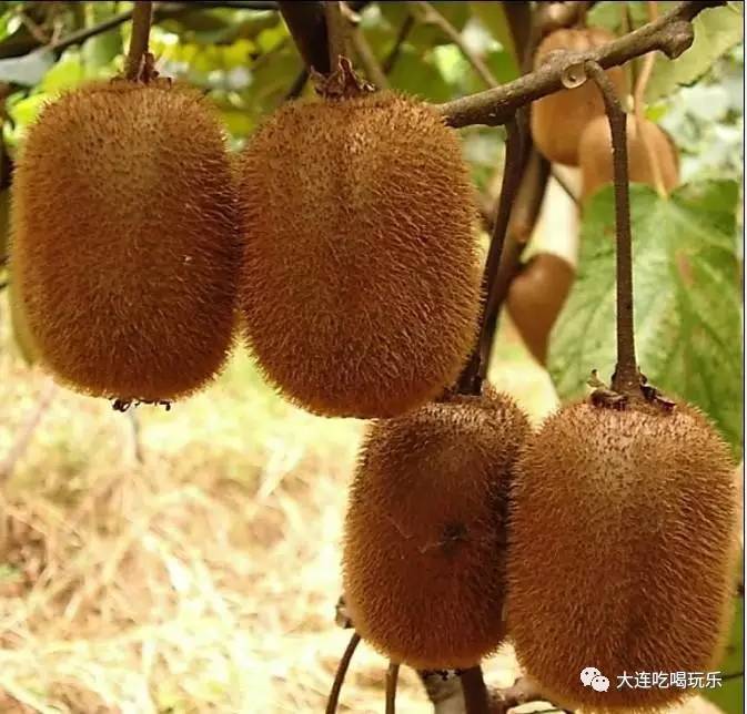 河源市首届阳明文化周、和平县猕