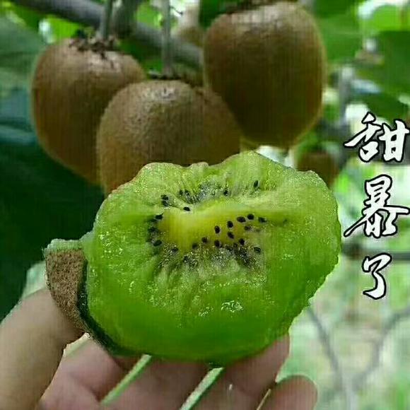入秋后的猕猴桃不长个，越来越甜