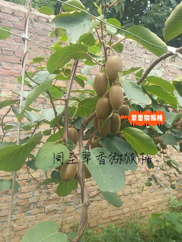 周至县举全县之力推进猕猴桃产业