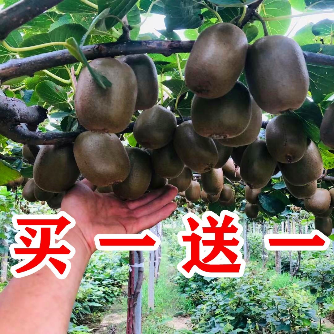 适合新手种植的顽强果树，让你在