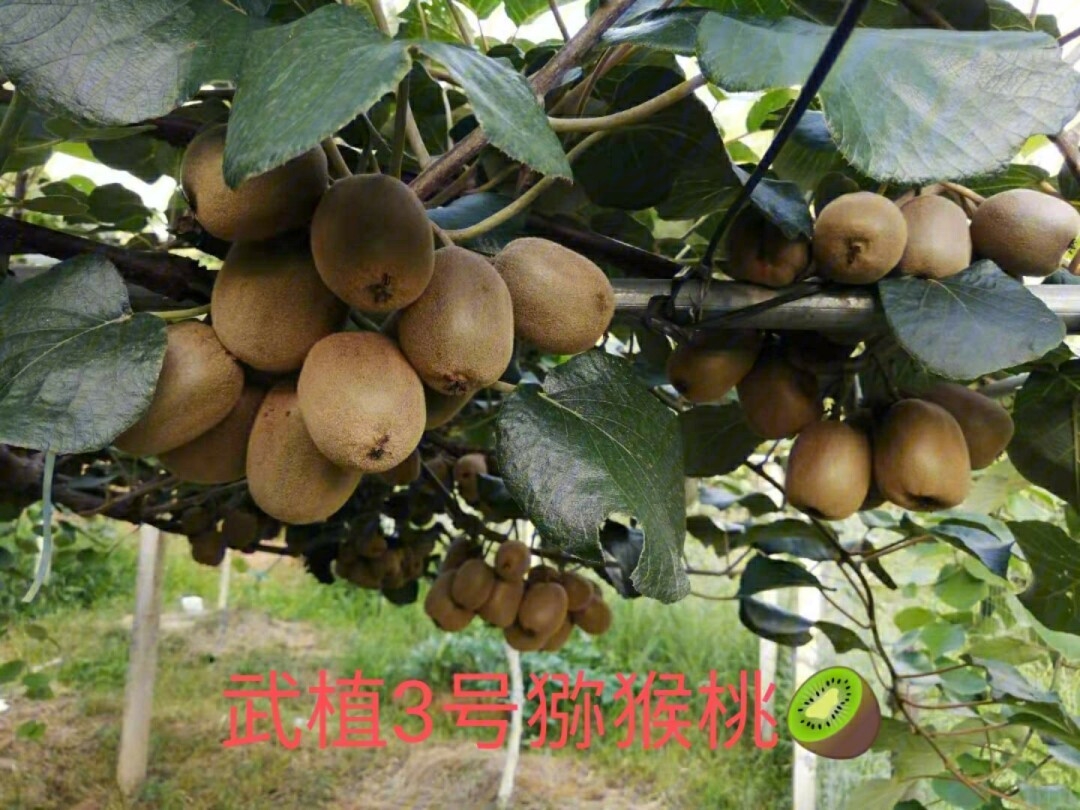 和平猕猴桃采摘季云峰村人在家门