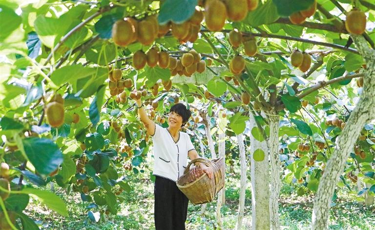 猕猴桃架下种植羊肚菌采摘季开始