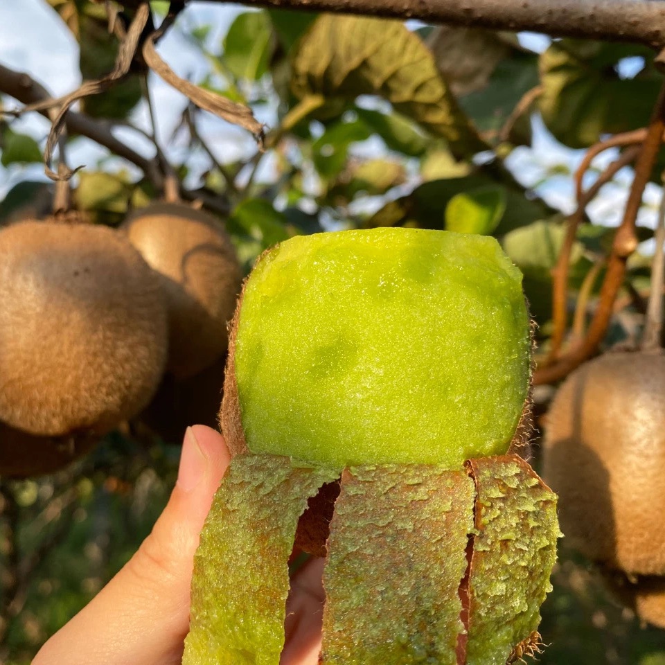 陕西水果的“几大争议