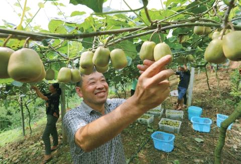 十堰倾力兴建绿色生态高标准猕猴桃示范园喜获大丰收