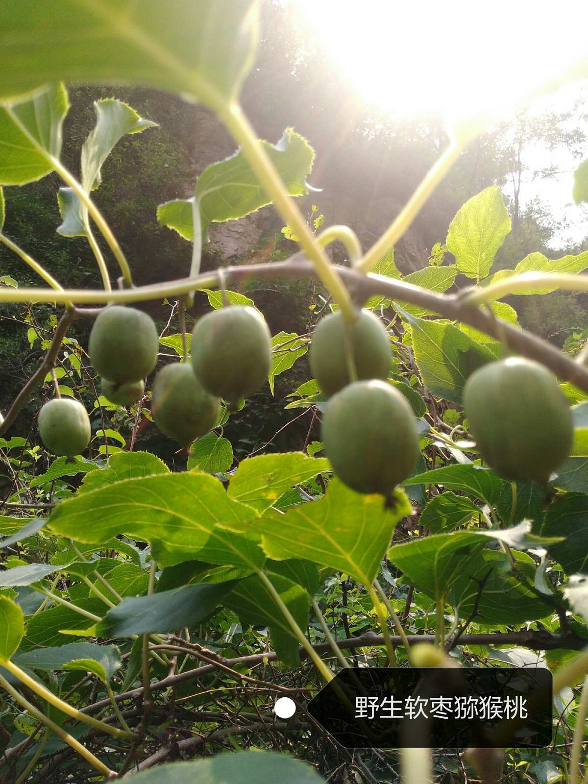 这枣和普通枣不同，它