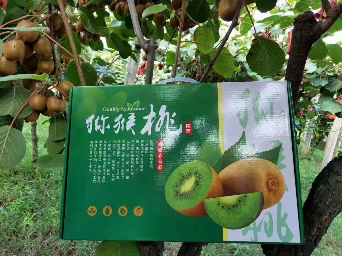 来自陕西周至的翠香猕猴桃，为啥
