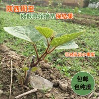 如何挑选周至猕猴桃幼苗培育繁殖