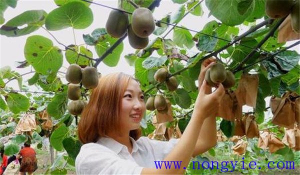 贵州灵林农业打造可视化大数据猕
