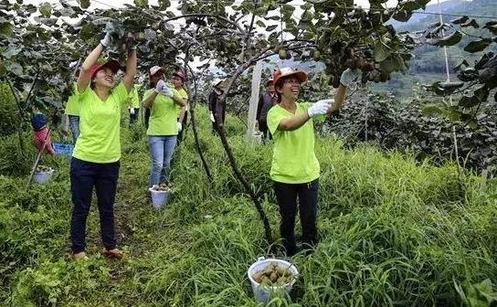 西北农林科技大学猕猴桃试验站来