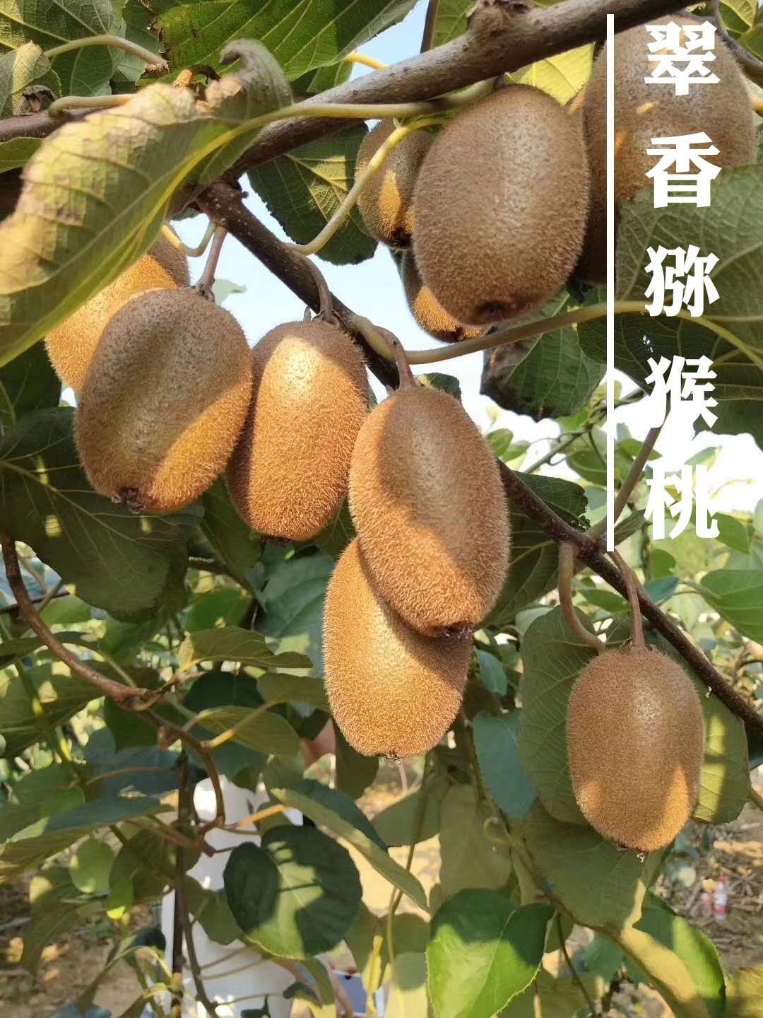 周至翠香猕猴桃价格为何如此受消